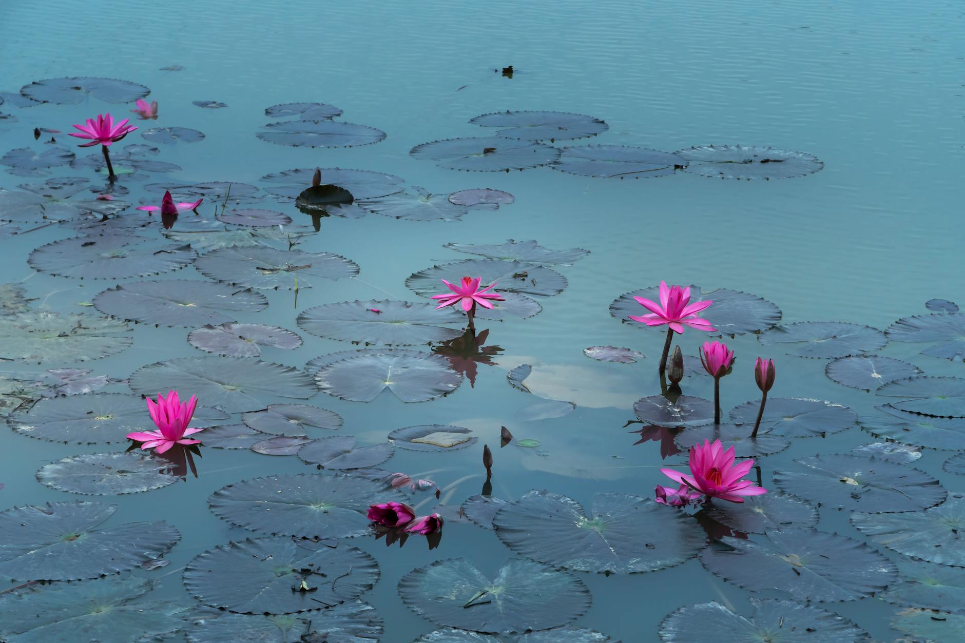 pink lotus flowers